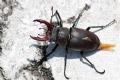 Lucanus cervus
